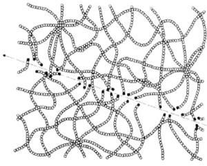 polymeric bonds of the NTD